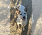 Small Pembroke Welsh Corgi Mix