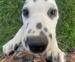 Small Photo #2 Dalmatian Puppy For Sale in WILLIAMSBURG, OH, USA