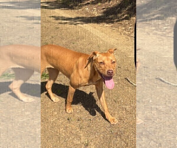 Medium Photo #5 American Pit Bull Terrier Puppy For Sale in BUCHANAN, GA, USA