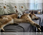 Small #1 Siberian Husky Mix