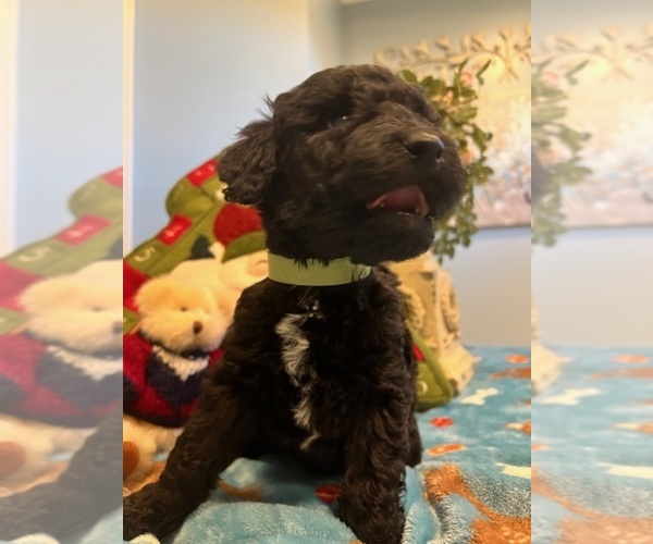 Medium Photo #2 Goldendoodle Puppy For Sale in NEW LONDON, NC, USA