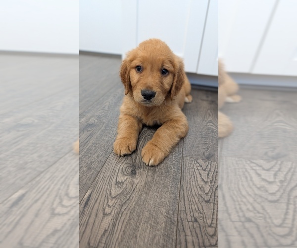 Medium Photo #2 Golden Retriever Puppy For Sale in ELVERTA, CA, USA