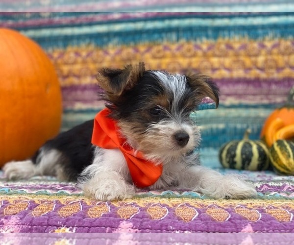 Medium Photo #2 Shorkie Tzu Puppy For Sale in LANCASTER, PA, USA