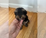 Small #7 Yorkshire Terrier