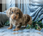 Small Photo #15 Dachshund-Siberian Husky Mix Puppy For Sale in ELIZABETHTOWN, PA, USA