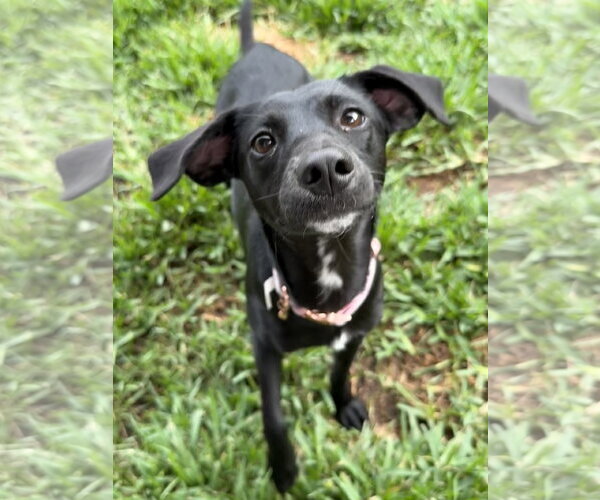 Medium Photo #1 Italian Greyhuahua Puppy For Sale in The Woodlands, TX, USA