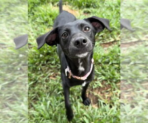 Italian Greyhuahua Dogs for adoption in The Woodlands, TX, USA