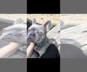 French Bulldog Dogs for adoption in Buffalo, MN, USA