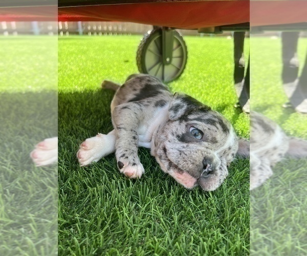 Medium Photo #11 French Bulldog Puppy For Sale in SAN DIEGO, CA, USA