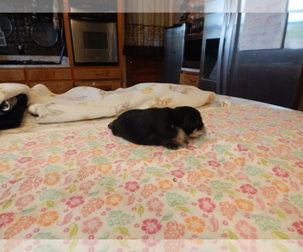 Medium Photo #5 Schnauzer (Miniature) Puppy For Sale in ROCKINGHAM, NC, USA