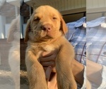 Small Photo #1 Labrador Retriever Puppy For Sale in WILDWOOD, GA, USA