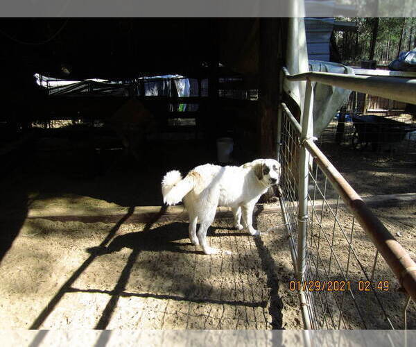 Medium Photo #18 Anatolian Shepherd-Maremma Sheepdog Mix Puppy For Sale in LECANTO, FL, USA