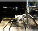Small Photo #18 Anatolian Shepherd-Maremma Sheepdog Mix Puppy For Sale in LECANTO, FL, USA