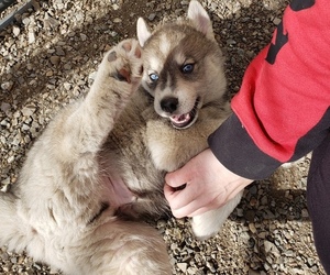 Pomsky Puppy for sale in RATHDRUM, ID, USA