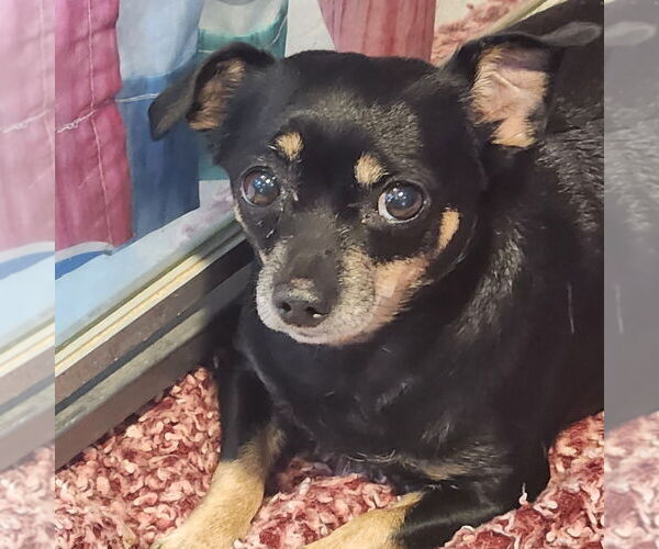 Medium Photo #1 Chihuahua Puppy For Sale in Walnutport, PA, USA