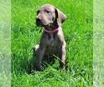 Small Photo #11 Great Dane Puppy For Sale in BANGOR, WI, USA