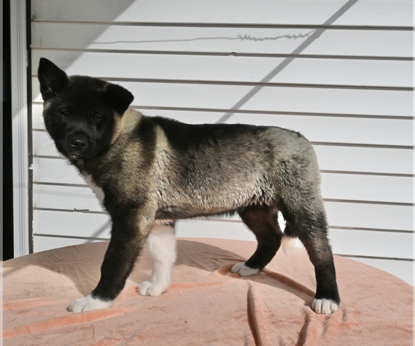 Medium Photo #1 Akita Puppy For Sale in MILLERSBURG, OH, USA
