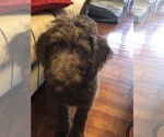 Small Photo #4 Labradoodle Puppy For Sale in EAST HAZEL CREST, IL, USA