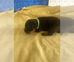 Small Photo #29 Rottweiler Puppy For Sale in RICHLAND, GA, USA