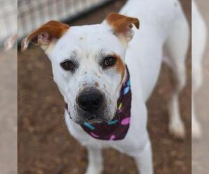 Labrador Retriever-Unknown Mix Dogs for adoption in San Antonio, TX, USA