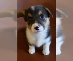 Small Photo #6 Pembroke Welsh Corgi Puppy For Sale in KINGSVILLE, MO, USA
