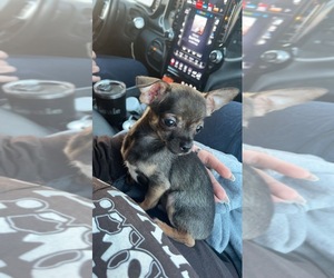 Chihuahua Puppy for sale in MECHANICSVILLE, MD, USA