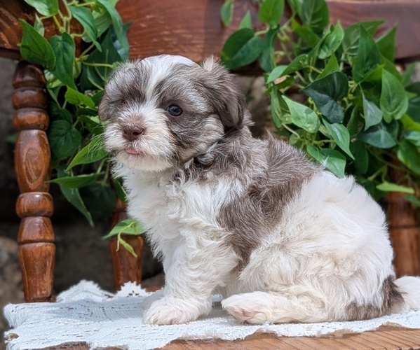 Medium Photo #9 Havanese Puppy For Sale in GOSHEN, IN, USA