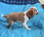 Small #3 Cavalier King Charles Spaniel