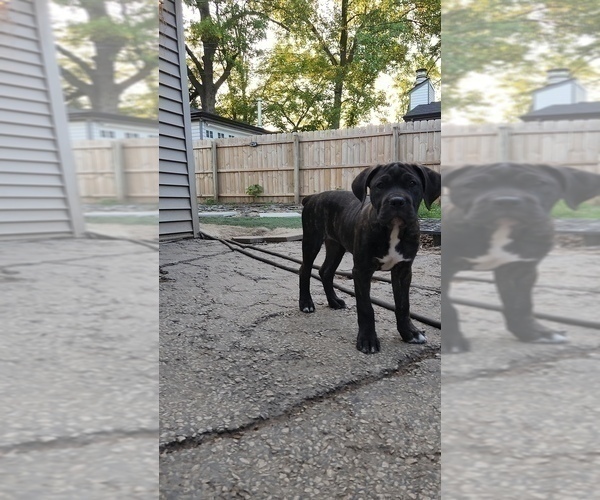 Medium Photo #9 America Bandogge Mastiff Puppy For Sale in JOLIET, IL, USA