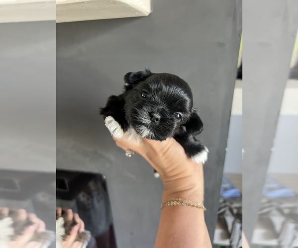 Medium Photo #9 Shih Tzu Puppy For Sale in BEAVER, UT, USA