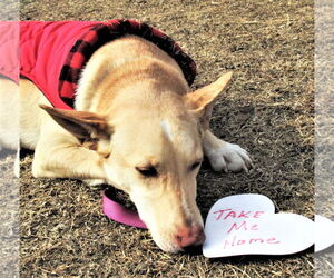 Johnny - Male Catahoula Leopard Dog-Siberian Husky Mix Dog for Adoption - Photo #2