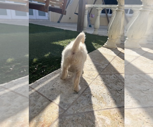 Medium Photo #33 Labradoodle Puppy For Sale in FORT LAUDERDALE, FL, USA