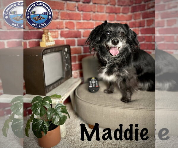 Medium Photo #1 Dachshund-Unknown Mix Puppy For Sale in Arcadia, FL, USA