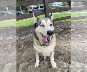 Alusky Dogs for adoption in Cumming, GA, USA