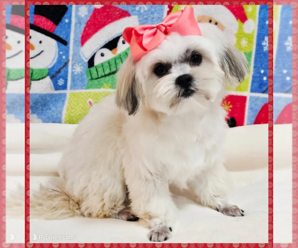 Medium Photo #1 Maltese Puppy For Sale in TAYLOR, TX, USA