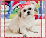 Small Maltese