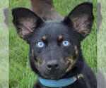 Small #5 Australian Kelpie-Australian Shepherd Mix