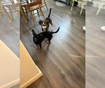 Small #2 Doxie-Pin