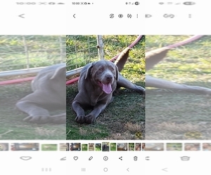 Father of the Labrador Retriever puppies born on 05/03/2025