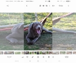 Small Photo #1 Labrador Retriever Puppy For Sale in CONNELLYS SPRINGS, NC, USA