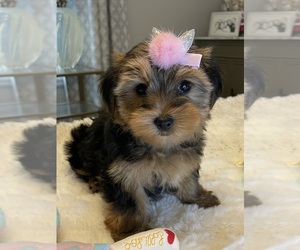Yorkshire Terrier Puppy for sale in GRAND RAPIDS, MI, USA