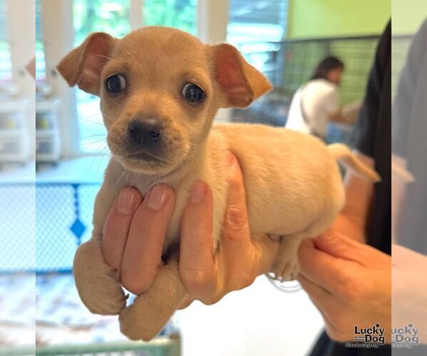 Medium Photo #1 Chihuahua-Unknown Mix Puppy For Sale in Washington, DC, USA