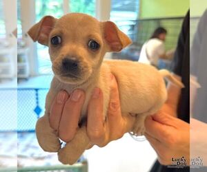 Chihuahua-Unknown Mix Dogs for adoption in Washington, DC, USA