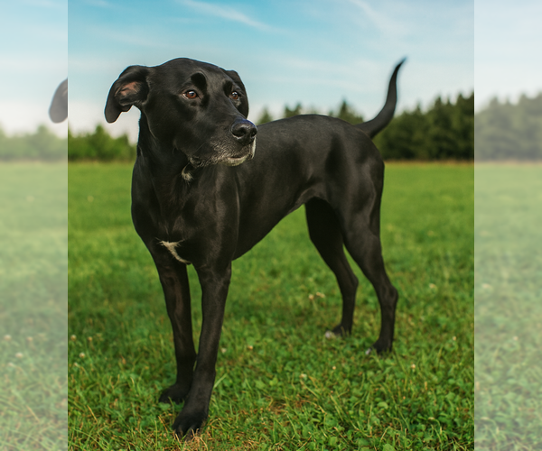 Medium Photo #13 American Pit Bull Terrier-Labrador Retriever Mix Puppy For Sale in Holly Springs, NC, USA