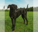 Small Photo #13 American Pit Bull Terrier-Labrador Retriever Mix Puppy For Sale in Holly Springs, NC, USA