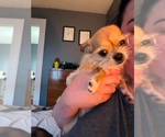 Small #2 Chihuahua Mix