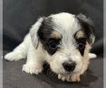 Small #10 Pembroke Welsh Corgi-Poodle (Miniature) Mix