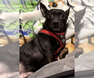 Chipin Dogs for adoption in Princeton, MN, USA