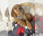 Small Photo #4 Golden Retriever Puppy For Sale in GREENFIELD, IN, USA