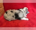 Small Photo #10 Miniature Australian Shepherd Puppy For Sale in FORT MORGAN, CO, USA